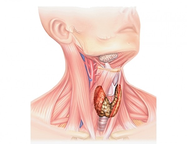 Щитовидная-железа3